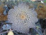 Coprino blanquinegro - Coprinus picaceus. Molino del Rincn - Mengbar