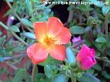 Verdolaga - Portulaca sp.. Navas de San Juan