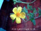 Verdolaga - Portulaca sp.. Navas de San Juan