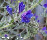 Viborera - Echium vulgare. Navas de San Juan