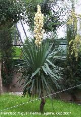 Yuca - Yucca gloriosa. Cazorla