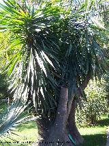 Yuca pie de elefante - Yucca elephantipes. Crdoba