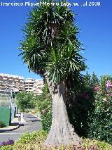 Yuca pie de elefante - Yucca elephantipes. Benalmdena