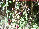 Zarzamora - Rubus fruticosus. Alhama de Granada