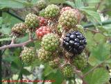 Zarzamora - Rubus fruticosus. Moras. Prado Maguillo - Santiago Pontones