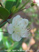 Arrayn - Myrtus communis. Pea del Olivar - Siles