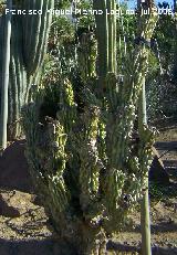 Cactus monstruoso - Cereus peruvianus var. monstruosus. Benalmdena