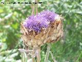 Cardo comestible - Cynara cardunculus. Valdepeas