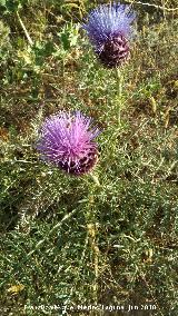 Cardo comestible - Cynara cardunculus. Vaciacos - Jan