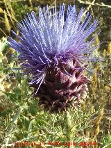 Cardo comestible - Cynara cardunculus. Vaciacos - Jan