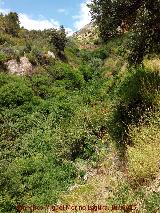 Arroyo de Reguchillo