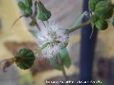 Cerraja - Sonchus oleraceus. Los Villares