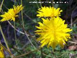 Cerraja - Sonchus oleraceus. Jan