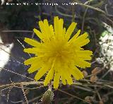 Cerraja - Sonchus oleraceus. Alhama de Granada