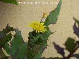 Cerraja - Sonchus oleraceus. Los Villares