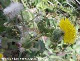 Cerraja - Sonchus oleraceus. Mengibar