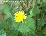 Cerraja - Sonchus oleraceus. Jan