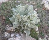 Gordolobo - Verbascum hervieri. Giribaile. Vlchez.