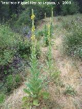 Gordolobo - Verbascum hervieri. Segura