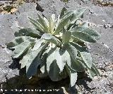 Gordolobo - Verbascum hervieri. Jan