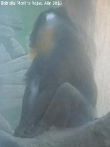 Mandril - Mandrillus sphinx. Zoo de Crdoba