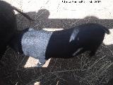 Cerdo - Sus scrofa domestica. Zoo de Crdoba