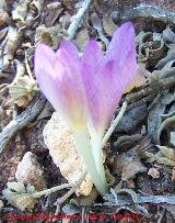 Azafrn serrano - Crocus serotinus. Giribaile - Vilches