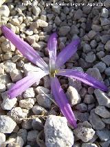 Azafrn serrano - Crocus serotinus. La Pandera - Valdepeas de Jan