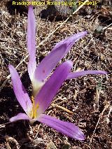 Azafrn serrano - Crocus serotinus. Nava Alta del Espino - Quesada