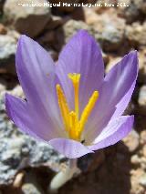 Azafrn serrano - Crocus serotinus. La Pedriza - Pegalajar