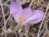 Azafrn serrano - Crocus serotinus. Jabalcuz - Jan