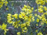 Aulaga - Ulex parviflorus. Jan