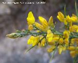 Aulaga - Ulex parviflorus. Alhama de Granada