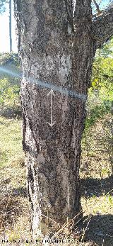 Quesada. Marca forestal junto al Pino de las Cruces