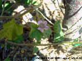 Malva enana - Malva neglecta. Jan