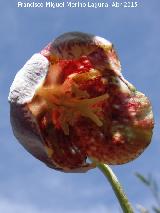 Meleagria - Fritillaria hispanica. Collado de los Jardines - Santa Elena