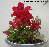 Boca de dragn - Antirrhinum majus. Navas de San Juan