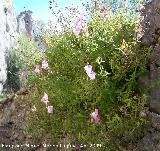 Boca de dragn - Antirrhinum majus. Jan