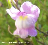 Boca de dragn - Antirrhinum majus. Jan