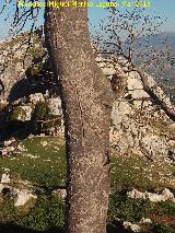 Arbolillo de la Pea. Cicatrices