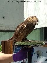 Pjaro Bho Chico - Asio otus. Parque de las Ciencias - Granada