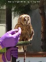 Pjaro Bho Chico - Asio otus. Parque de las Ciencias - Granada