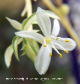 Cintas - Chlorophytum comosum. Navas de San Juan