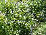 Celestina - Plumbago auriculata. Benalmdena