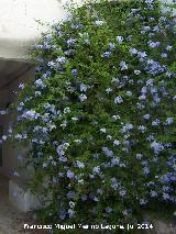 Celestina - Plumbago auriculata. Aldea Los Almansas - Chilluvar