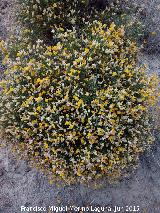 Piorno blanco - Echinospartum boissieri. Cerrajn - Los Villares