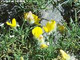 Piorno blanco - Echinospartum boissieri. Majadillas - Valdepeas de Jan