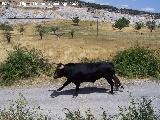 Fiestas Patronales de Pontones. Encierros