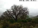 Enebro - Juniperus communis subsp hemisphaerica. Enebro del Parrizoso - Valdepeas de Jan