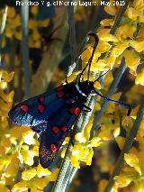 Zigena Gitana - Zygaena lavandulae. Cabeza Alta - Castillo de Locubn